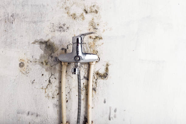 La Verne, CA Mold Removal Company