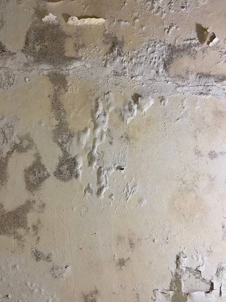 Office Mold Removal Services in La Verne, CA