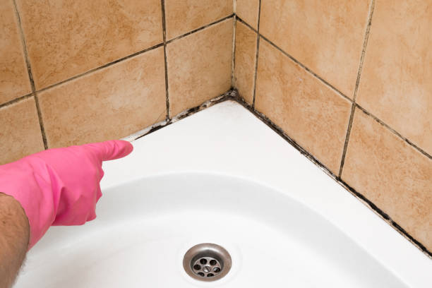 Best Crawl Space Mold Removal  in La Verne, CA